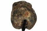 Fossil Mosasaur Vertebra w/ Metal Stand - Texas #316049-3